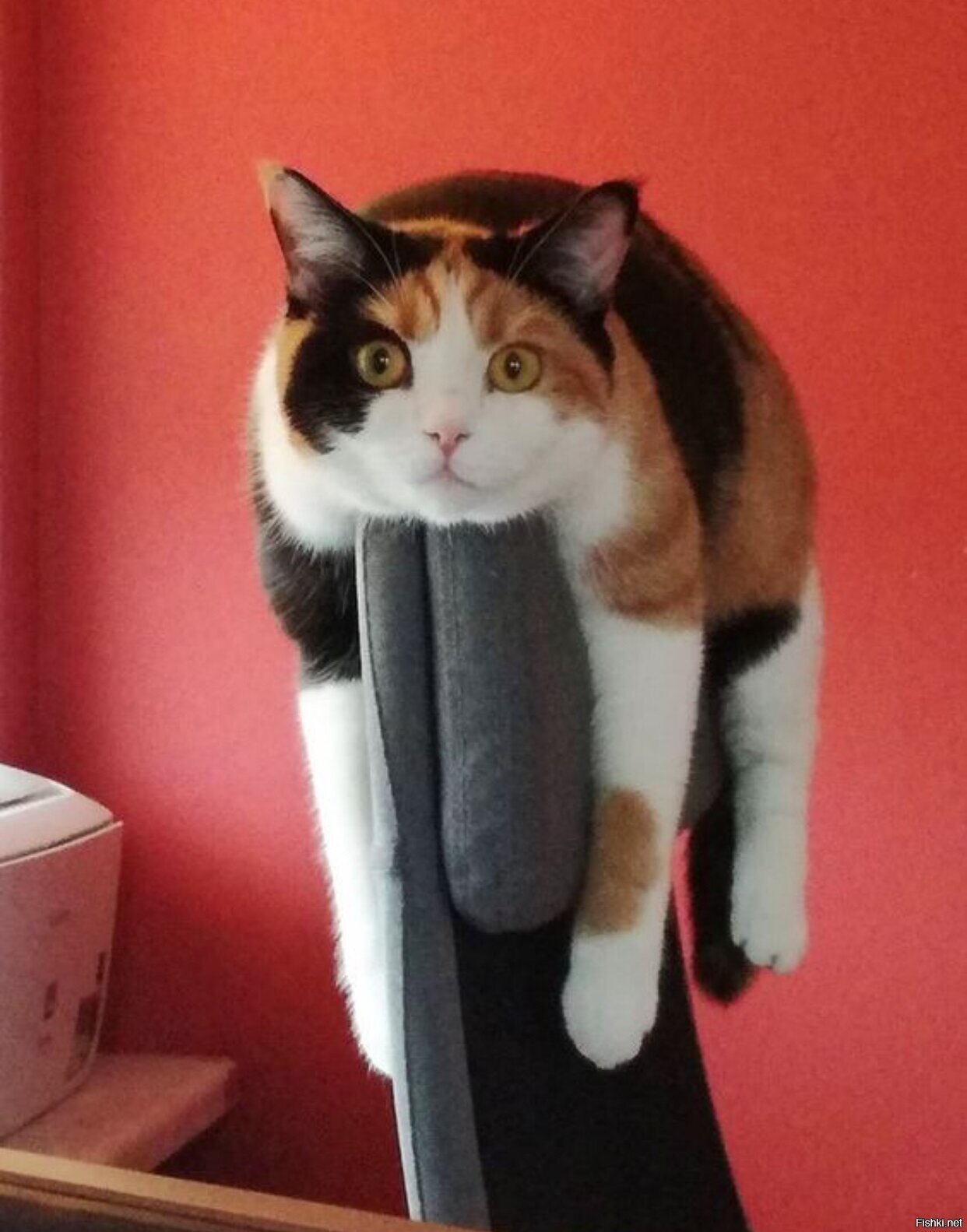 Солянка