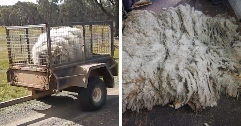 В Австралии овцу спасли от собственной шерсти