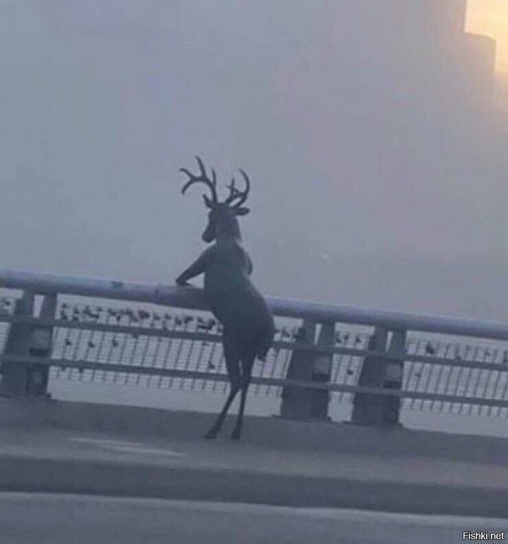 -олень, олень