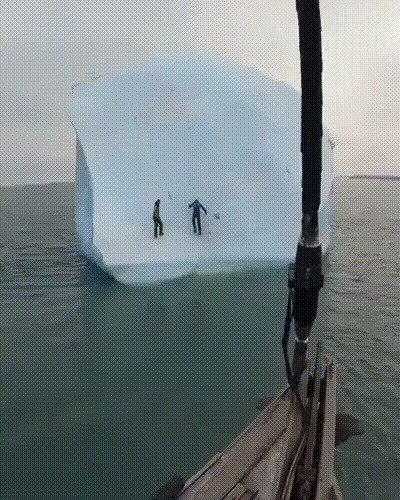 Глупые пингвины
