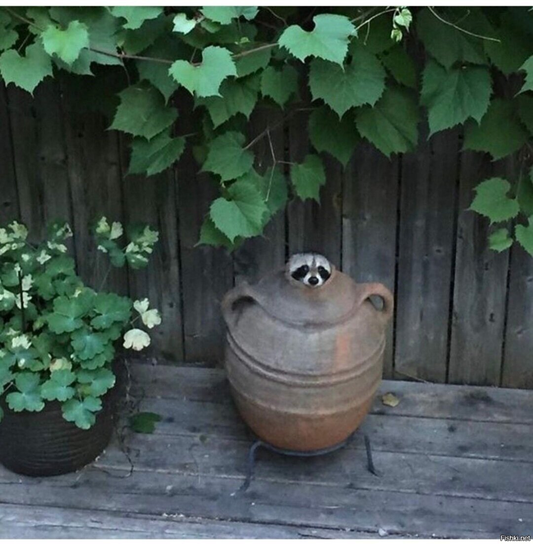 К заглавной 