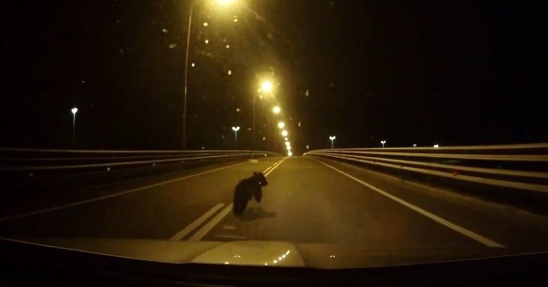 Медвежонок чуть не попал под колёса автомобиля в Петербурге
