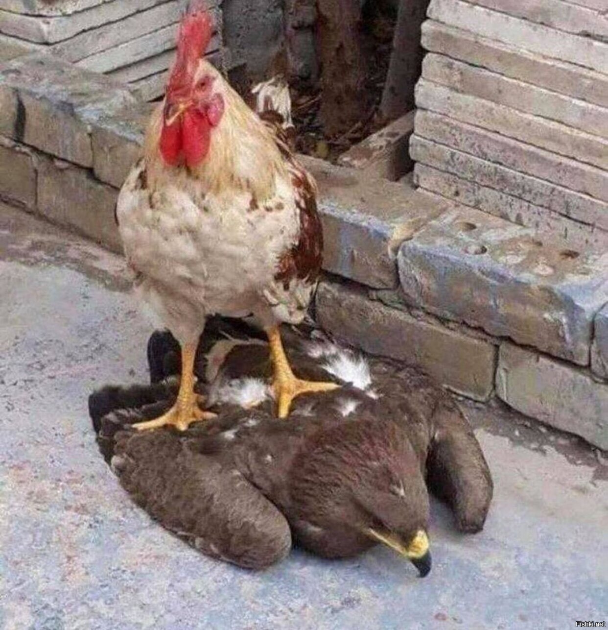 Солянка