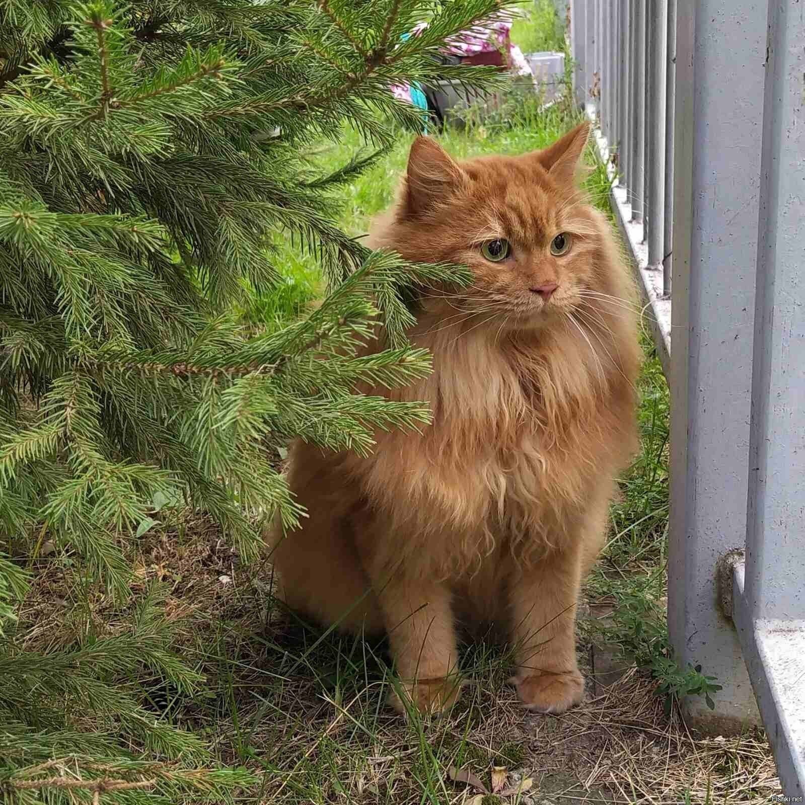 Гуляет Кошара