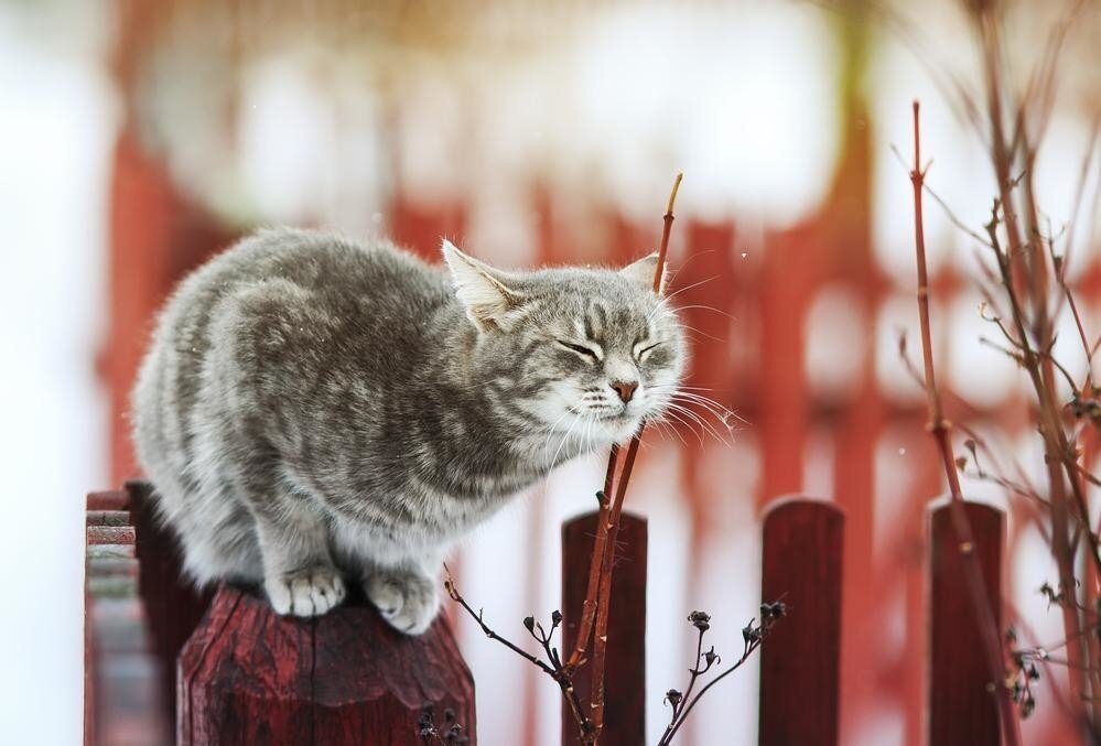 Когда и как гуляют кошки?