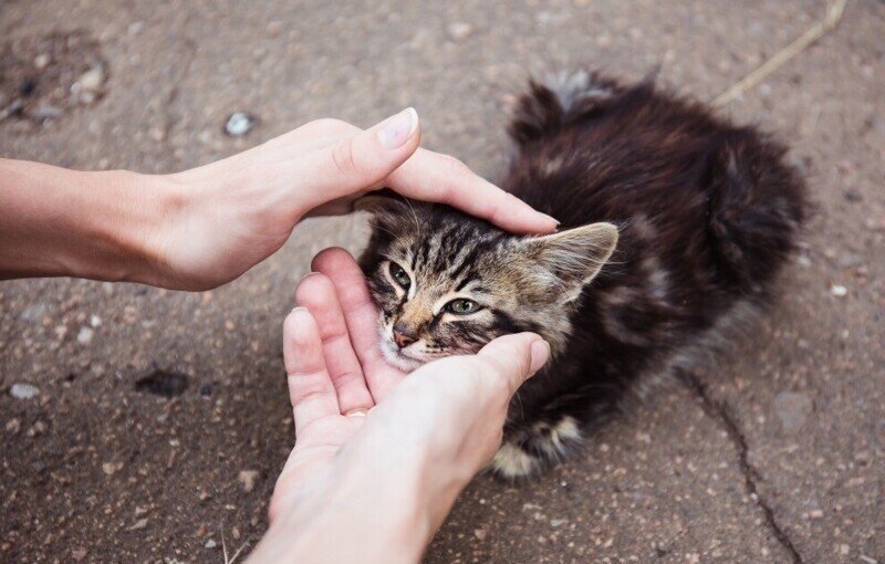 Советы ветеринара на случай, если вы подобрали на улице щенка или котёнка