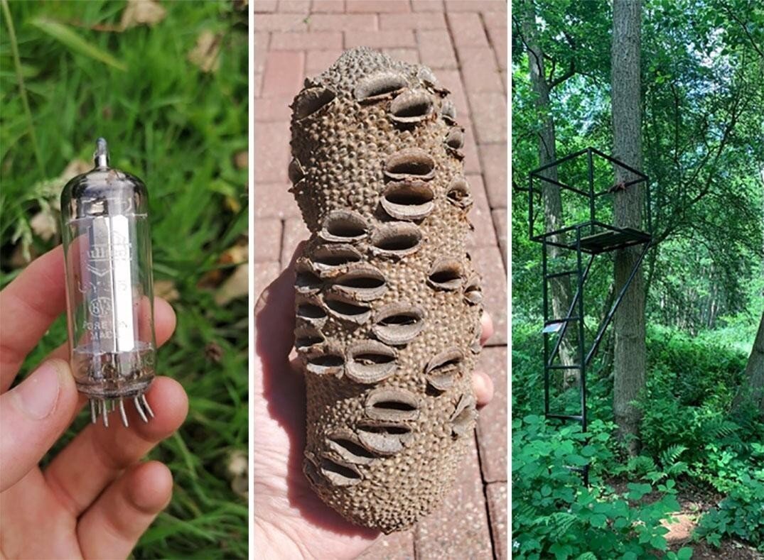 Находки, которые люди обнаружили во время прогулки в лесу