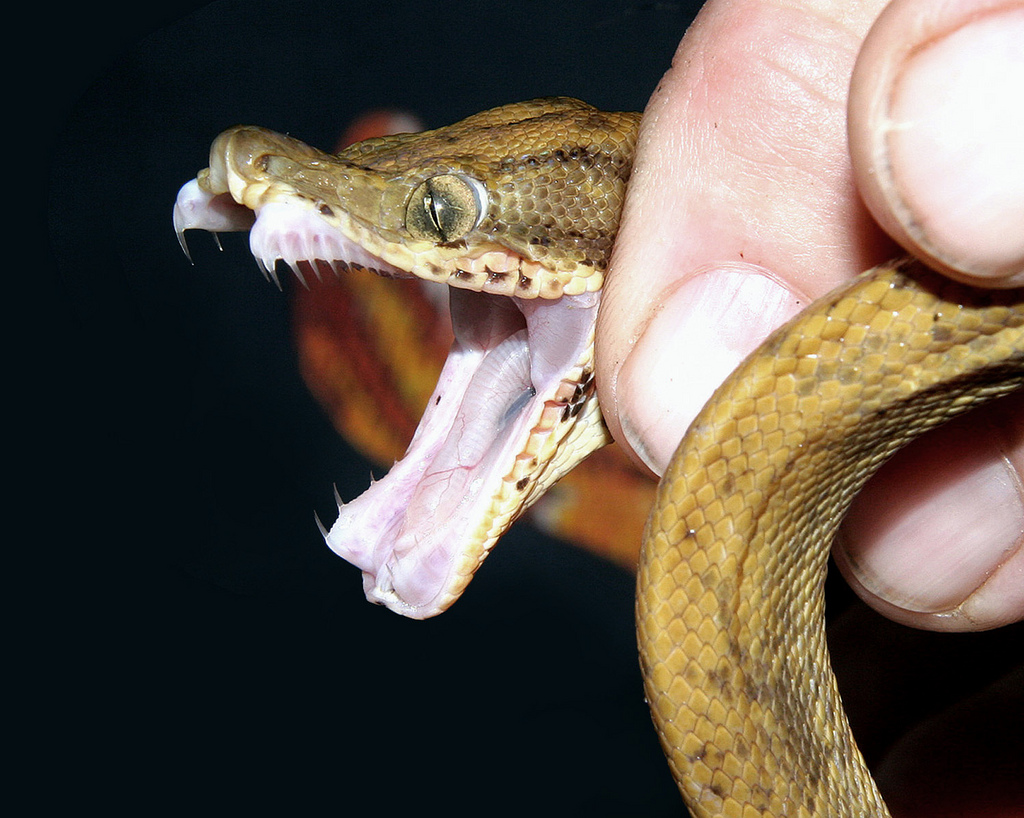 Садовый удав: Заводчики обожают эту змею, хотя она крайне агрессивна. Почему?