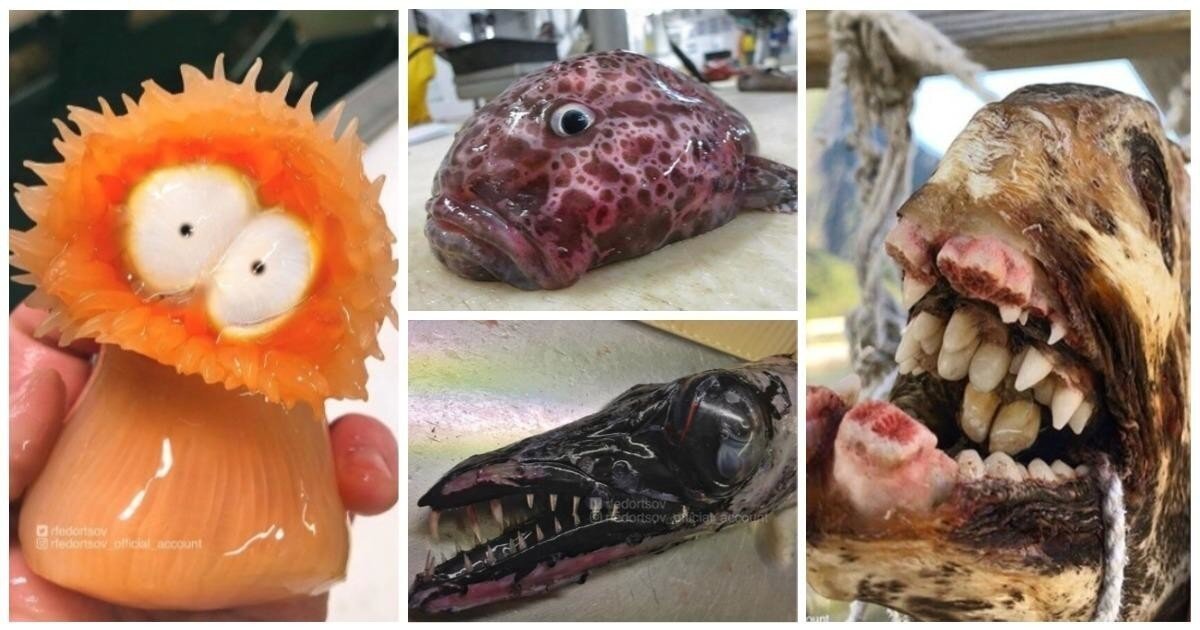 Знаменитый рыбак показал новых чудовищ из подводного мира