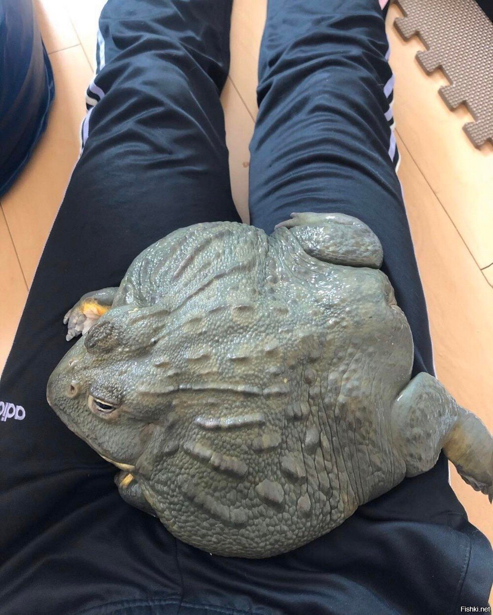 Солянка