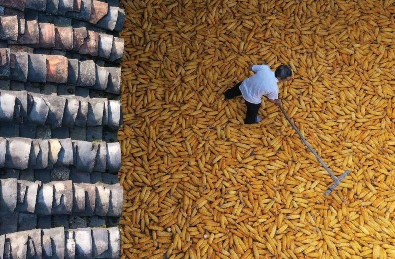 Житель деревни сушит кукурузу