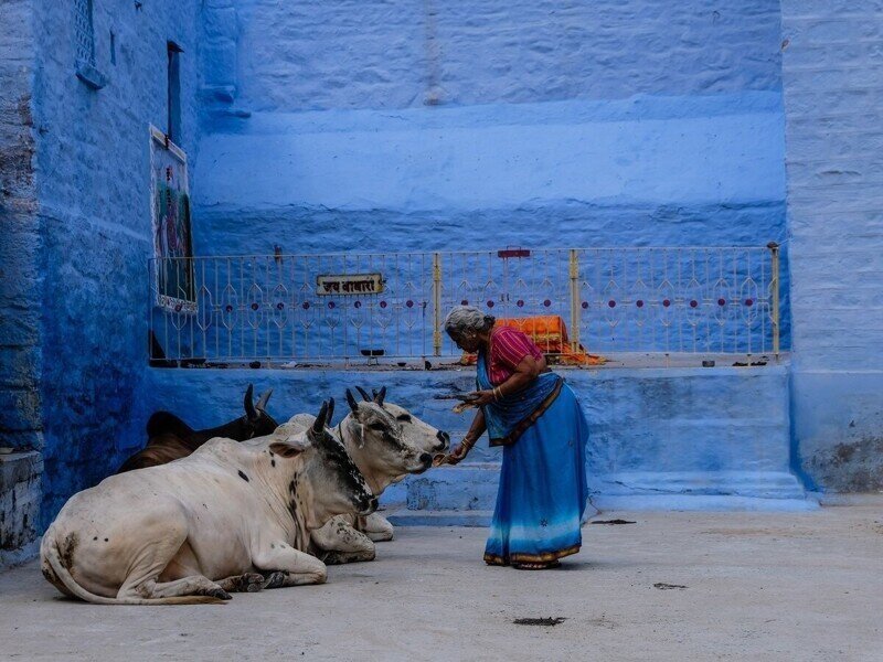 Традиции Индии: почему в этой стране корова признана священным животным?