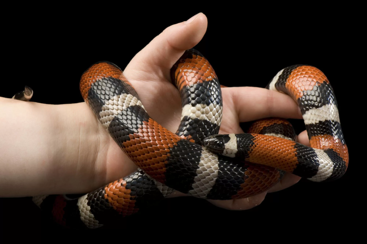 Королевская синалойская змея: Глобальная ложь, на которой построен успех этого вида
