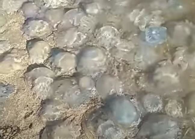 «Кладбище медуз» на&nbsp;пляжах Азовского моря вызвало отвращение у&nbsp;отдыхающих 