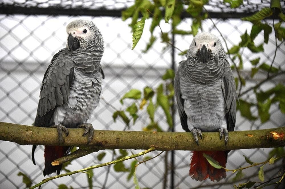 Британский парк изолировал попугаев-матерщинников