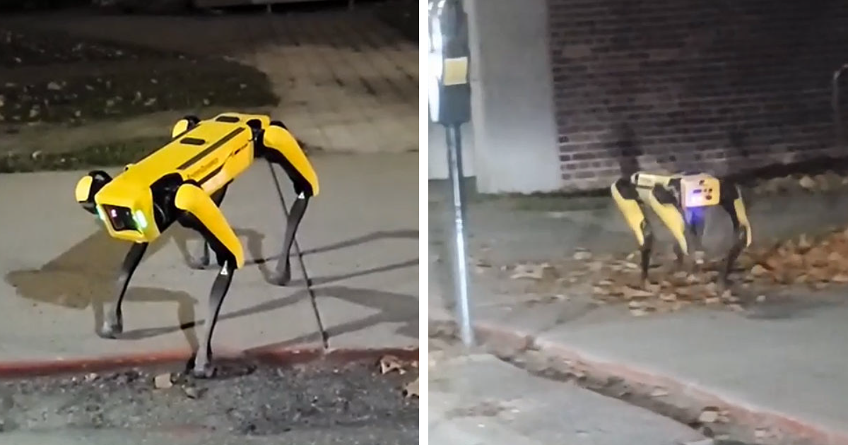 Робопёс Boston Dynamics блуждает по улицам Онтарио и пугает интернет