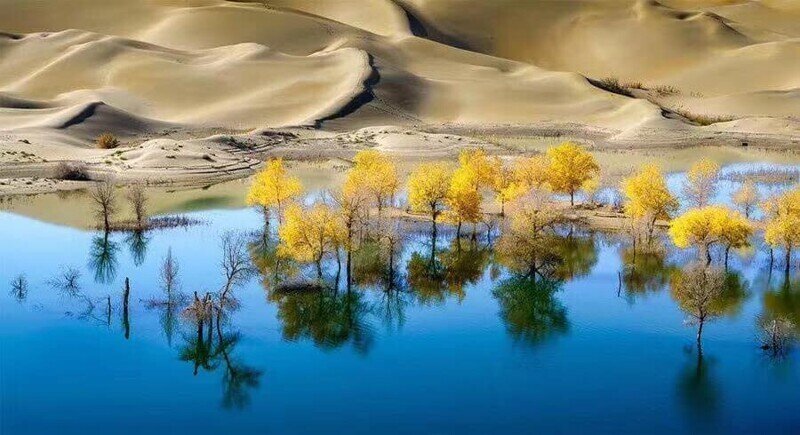 Невероятный пейзаж Китая: лес посреди реки, окруженный пустыней