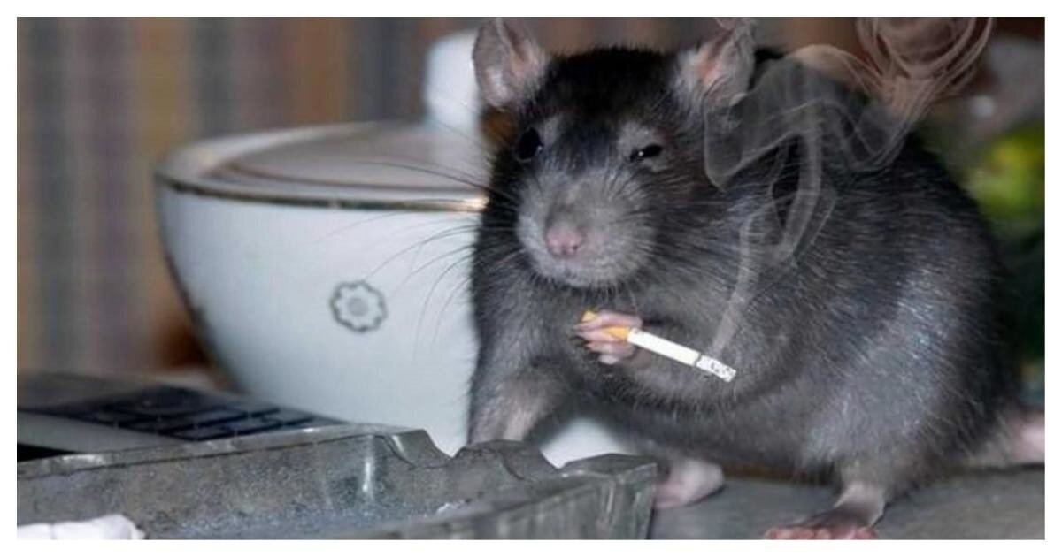 Требуется помощь: как избавиться от крысы в квартире