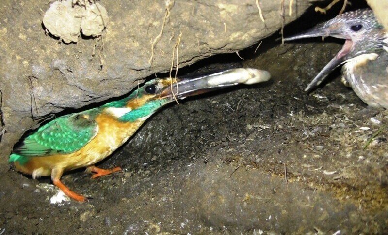 В подземелье зимородка - птицы, которая одинаково хорошо себя чувствует в воде, воздухе и под землёй