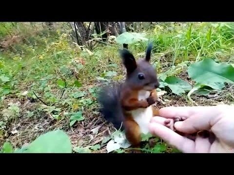 Белка зависла