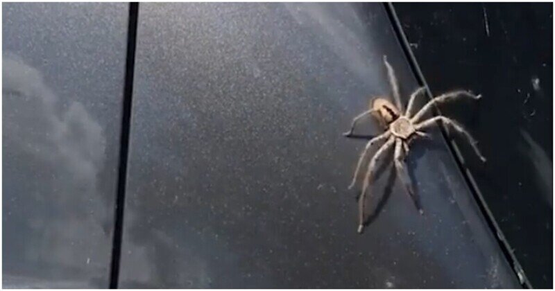 Неожиданный помощник избавил австралийку от паука