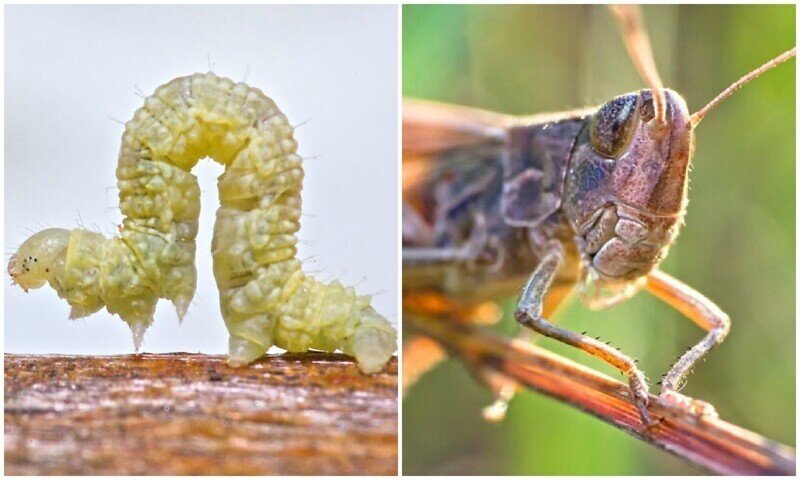 Невероятно детальные макро-снимки насекомых 