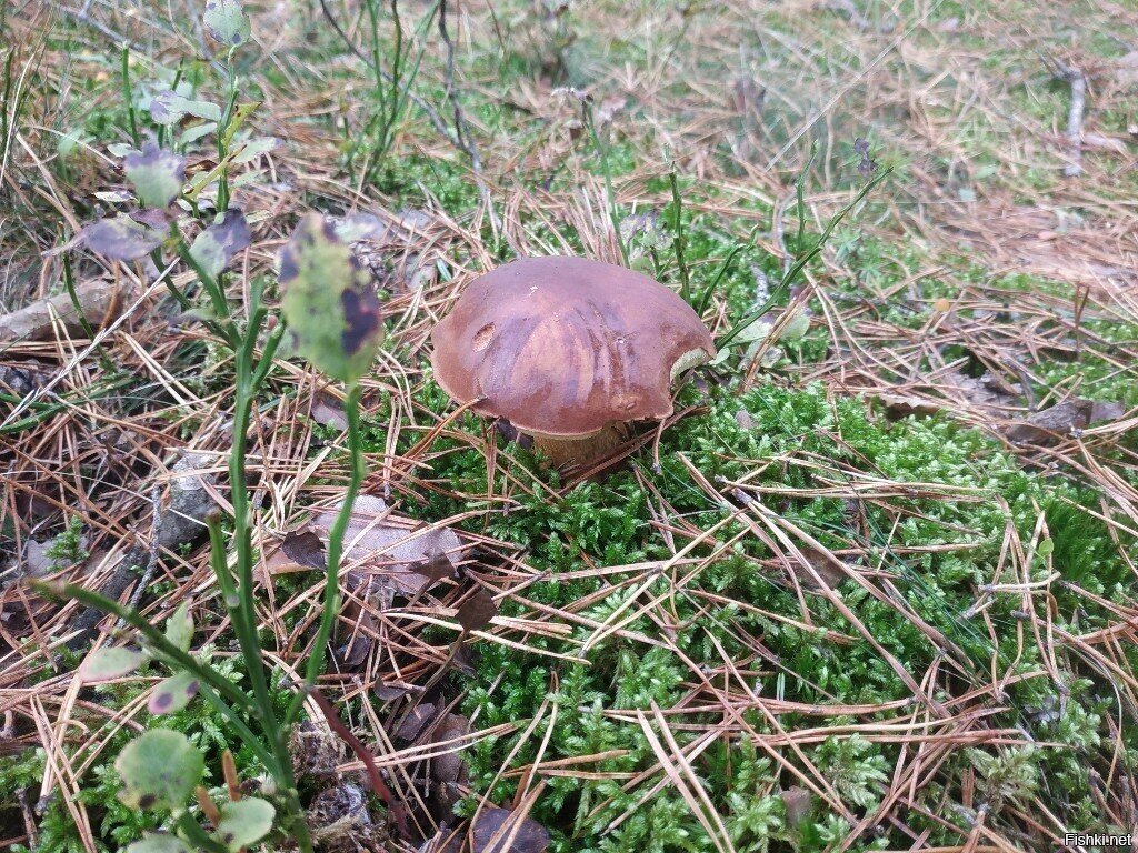 Моховик каштановый, польский гриб
