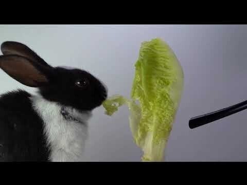 Кролик так мило кушает, что самому хочется поесть
