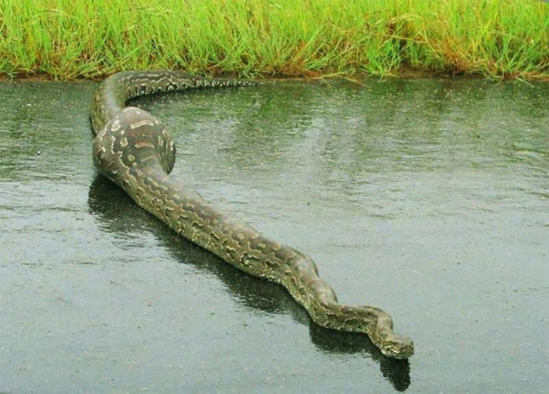 Иероглифовый питон: Анаконда по-африкански. Гигантские змеи питаются крокодилами и антилопами