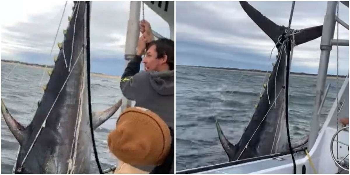Рыбаки поймали огромного тунца, борясь с ним 30 минут