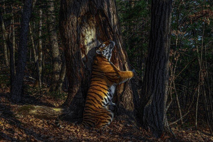 Подборка потрясающих фотографий-победителей со знаменитого конкурса дикой природы
