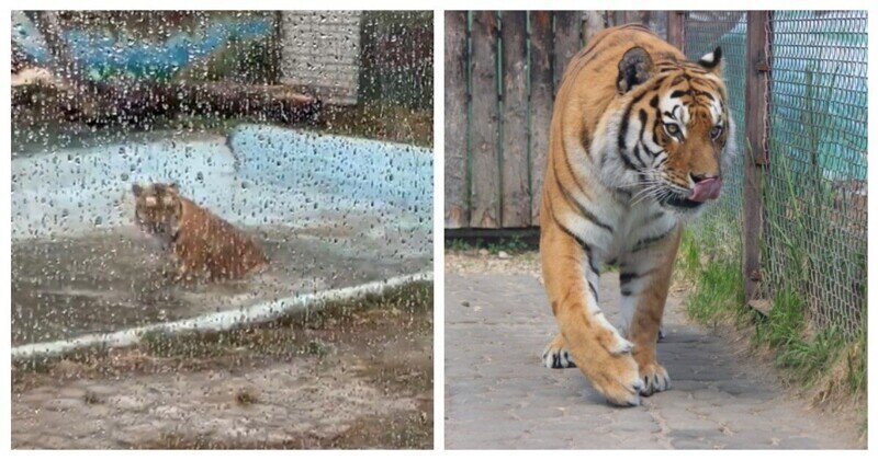 Купание бенгальского тигра в зоопарке попало на видео