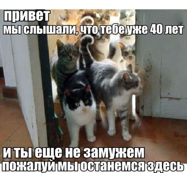 Мемы про котиков