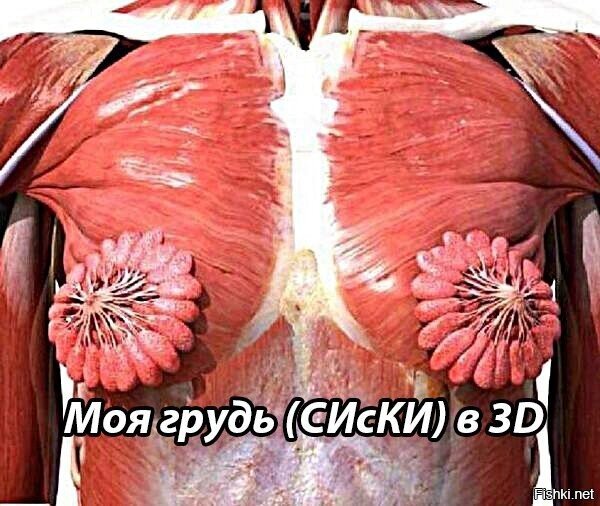 Моя грудь