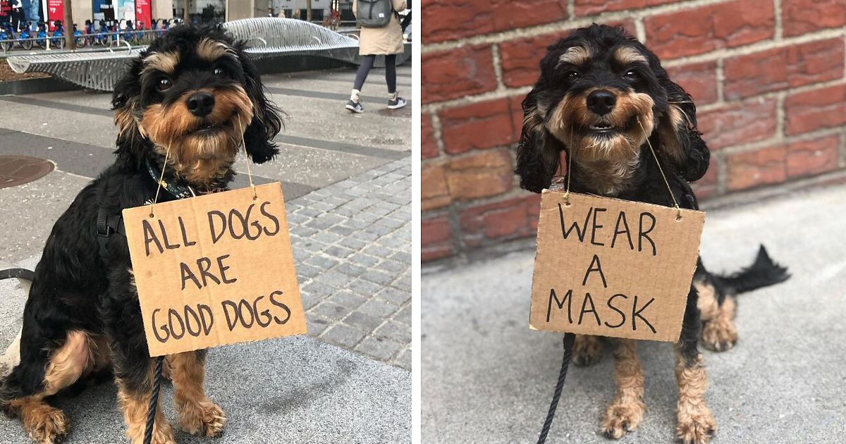 Собачий протест: пес борется за права хвостатых с помощью смешных плакатов