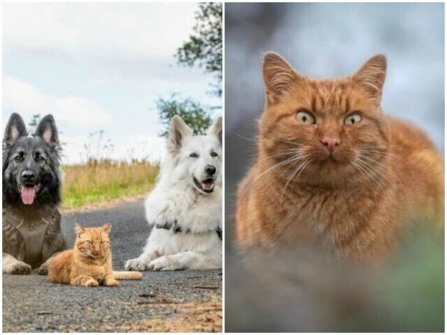 Угадай кто в этой "банде" главарь