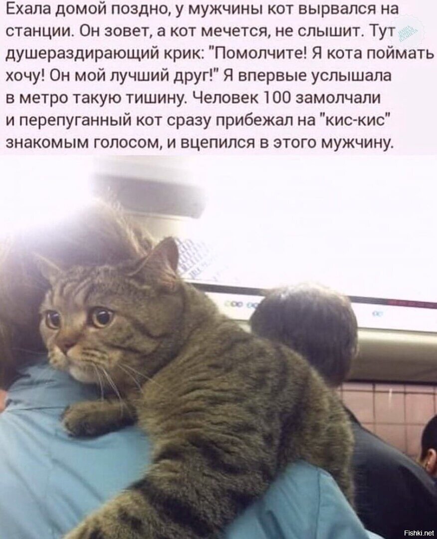 Просто сказ про Кота
