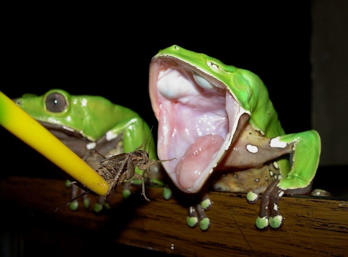 Как лягушка больно кусается, если у неё нет зубов? Или всё-таки есть?