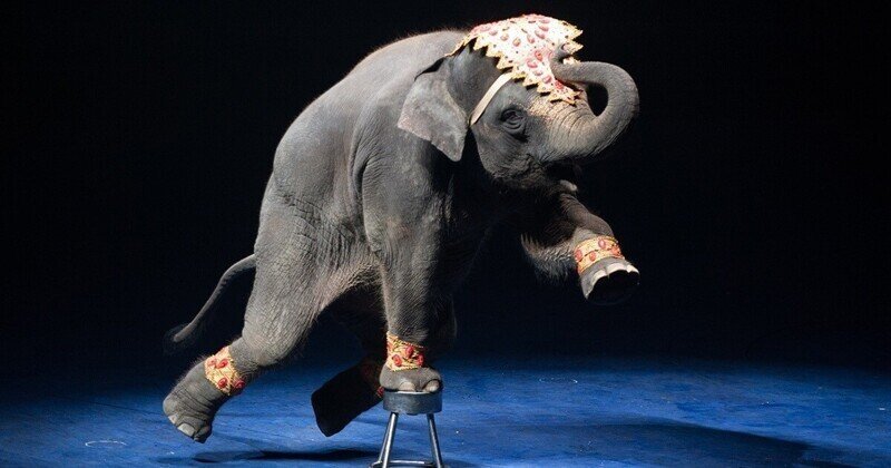 Франция запрещает выступления животных в цирках
