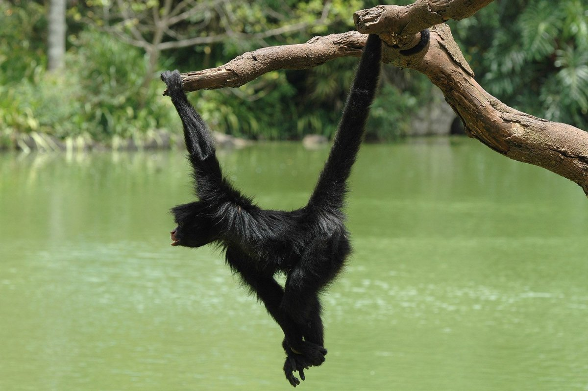 Паукообразная обезьяна: Хвост, который стал полноценной «рукой». Пугающие, но изумительные приматы