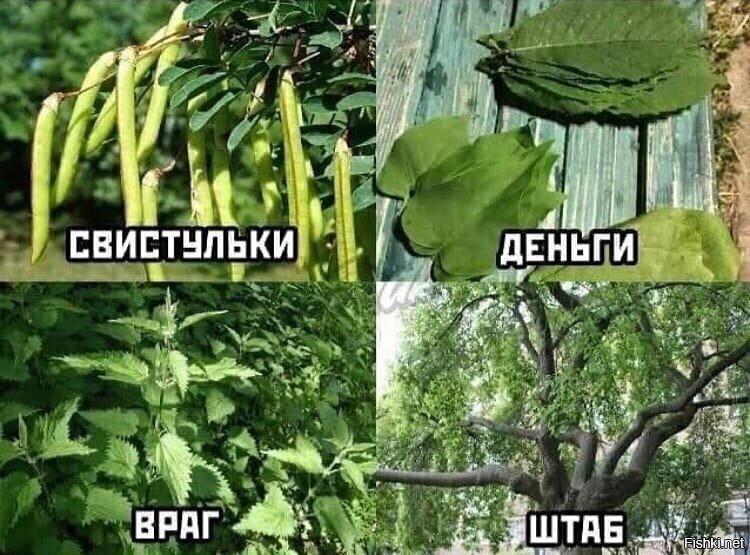 В детстве для счастья нужно было несколько кустов да деревьев
