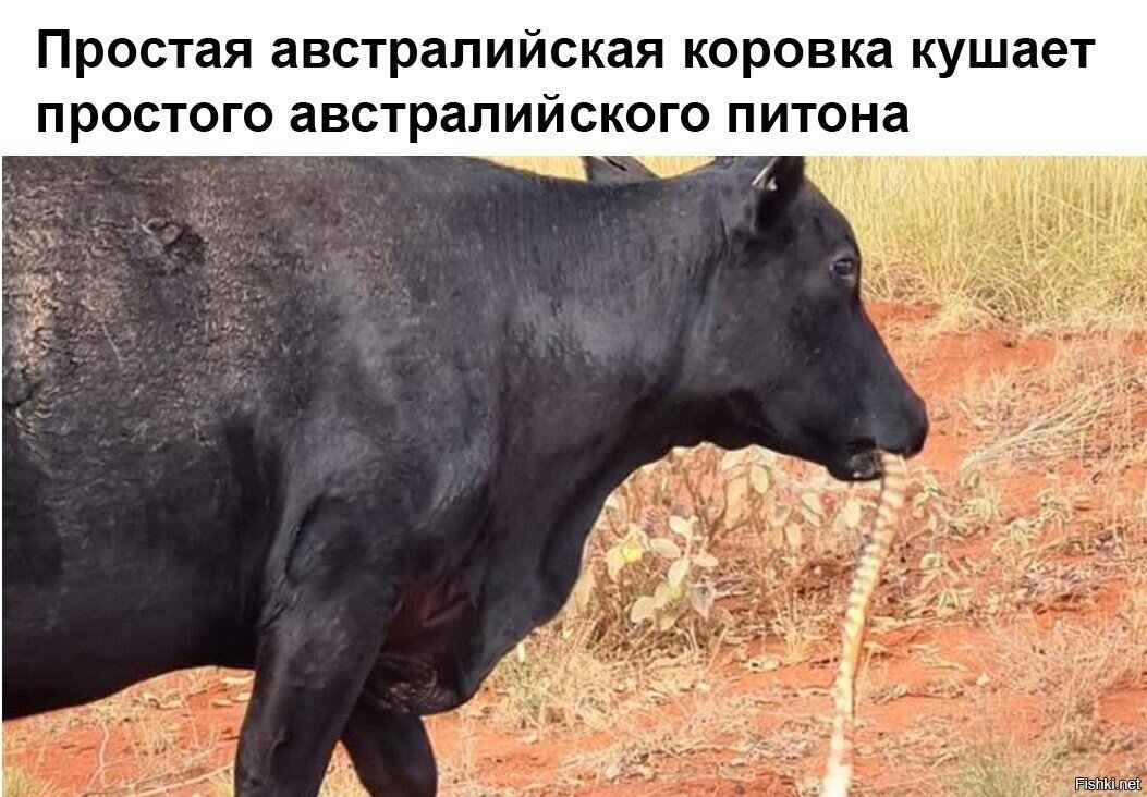 Интересно, в Австралии есть вообще живность, которая не хочет убивать