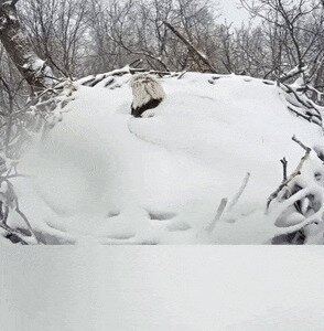 доброе