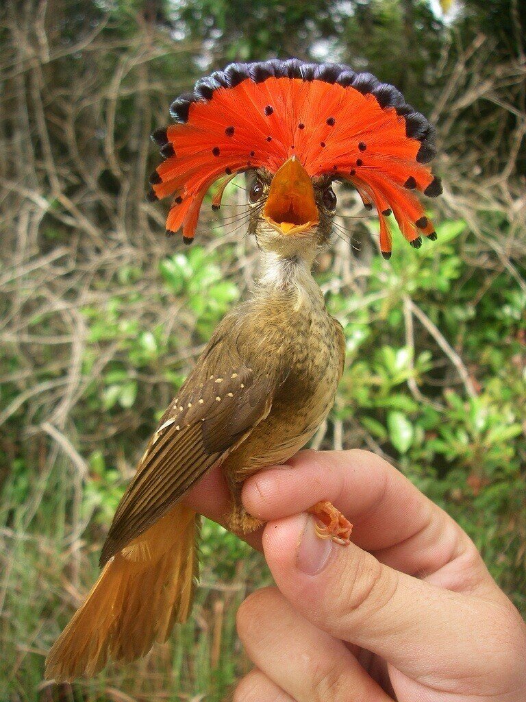 Амазонский венценосный мухоед (Onychorhynchus coronatus)