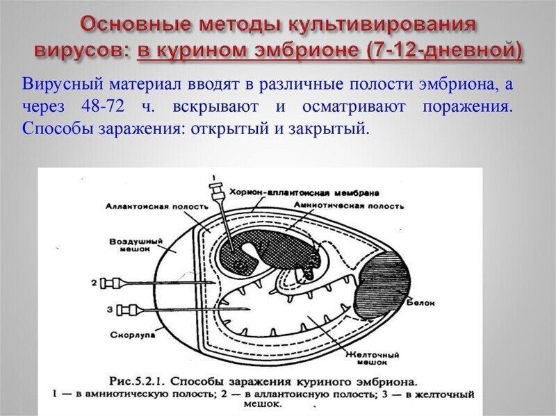 Методы выделения, культивирования и идентификации вирусов