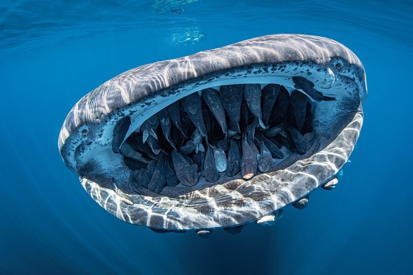 Китовая акула: Жатва Левиафана. Тысячи существ ежечасно измельчаются в питательную кашку