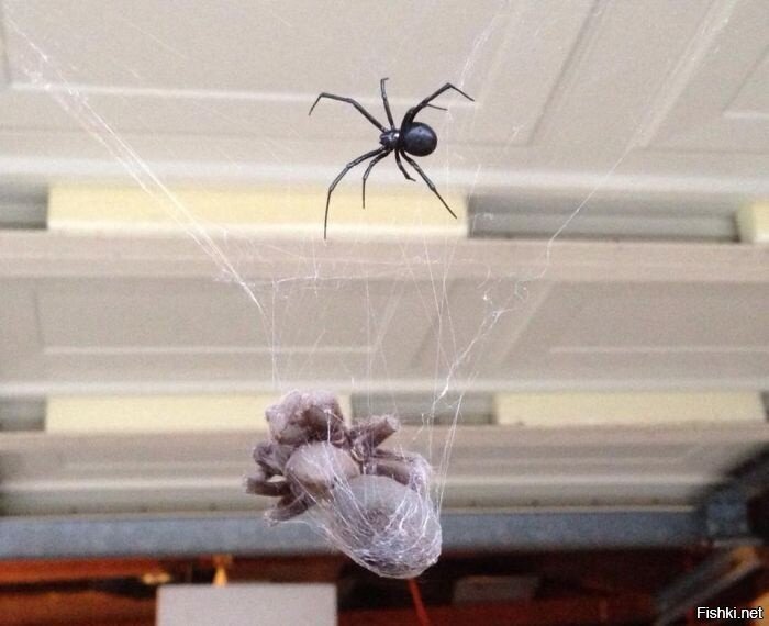 Tarantula vs Black Widow