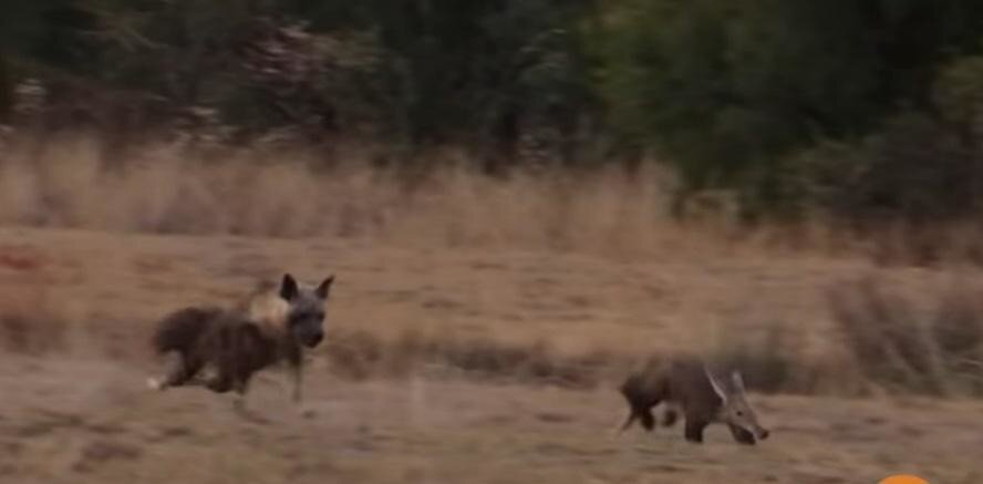 Стремительный бросок гиены в попытке добыть&nbsp;трубкозуба попал на&nbsp;видео
