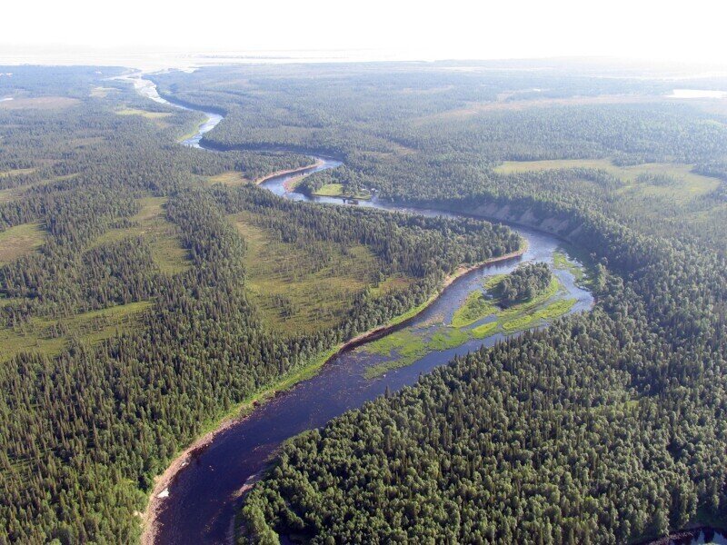 P&amp;G и сеть гипермаркетов «Лента» вместе с WWF России защитят от вырубки леса вдоль нерестовых рек