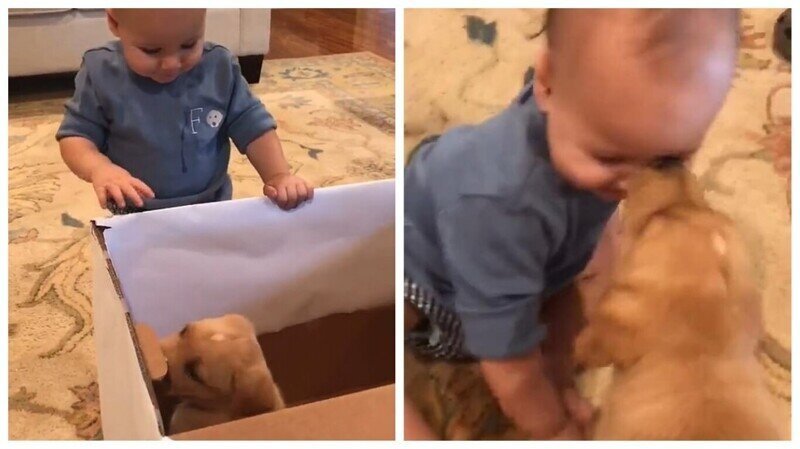 Щенячий восторг: малышу подарили собаку и они сразу стали лучшими друзьями